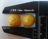 CRR 14m- Amarelo- unid.